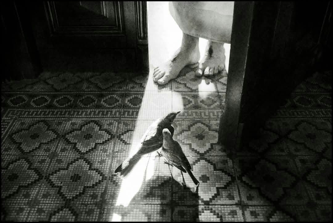 Bare feet and a bird on a patterned tiled floor, in a doorway of light